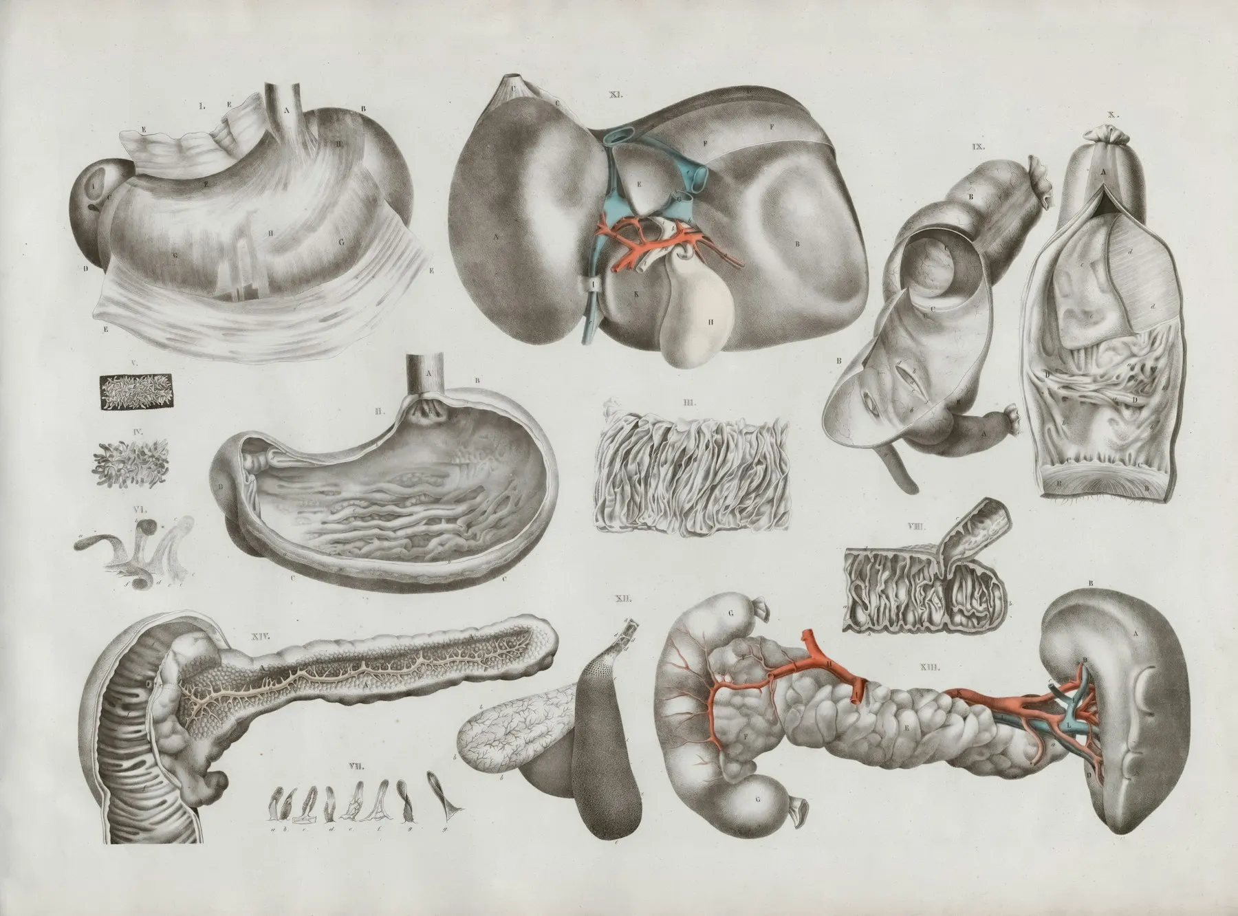 Manuscrito médico antiguo con un diagrama esquemático del corazón y los pulmones, iluminado con luz cálida.