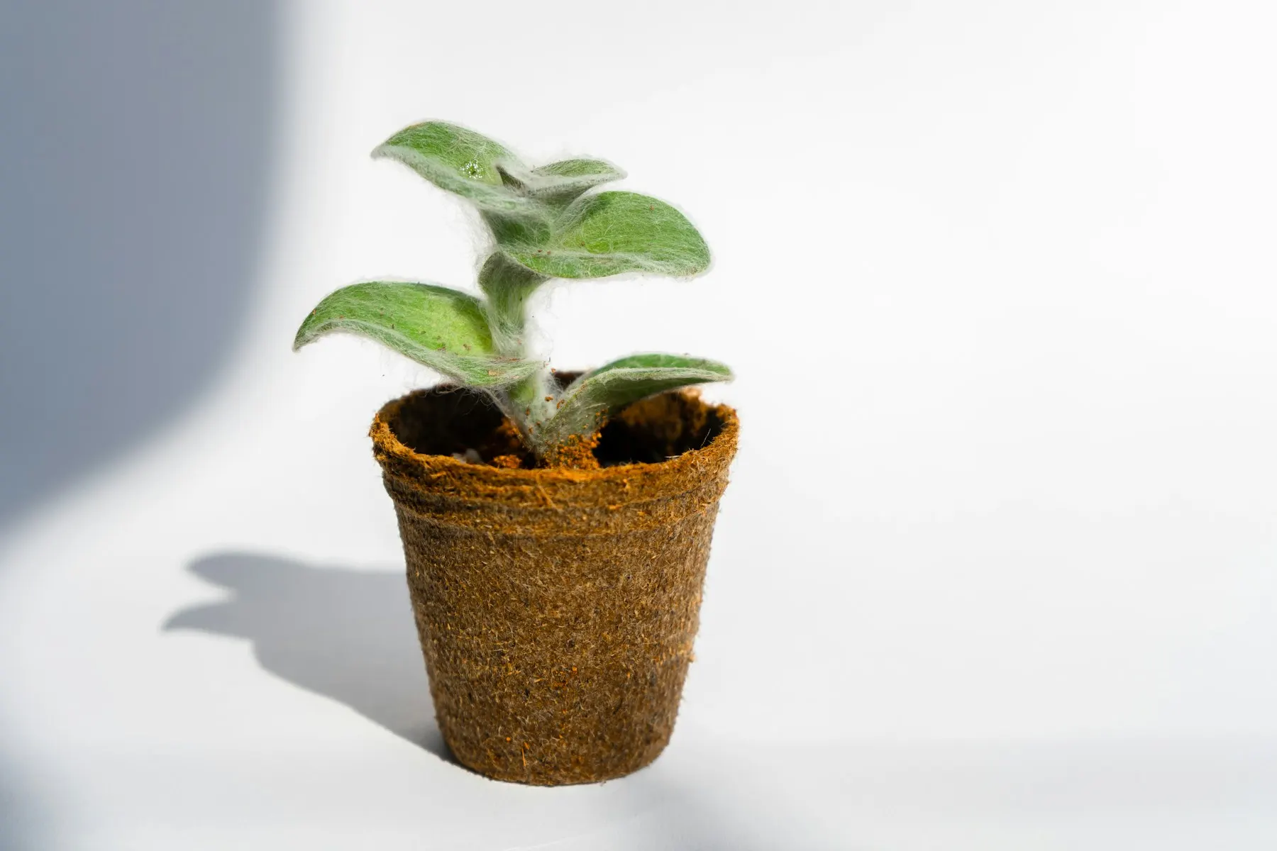 Una pequeña planta brotando de la tierra en una maceta, con luz suave.