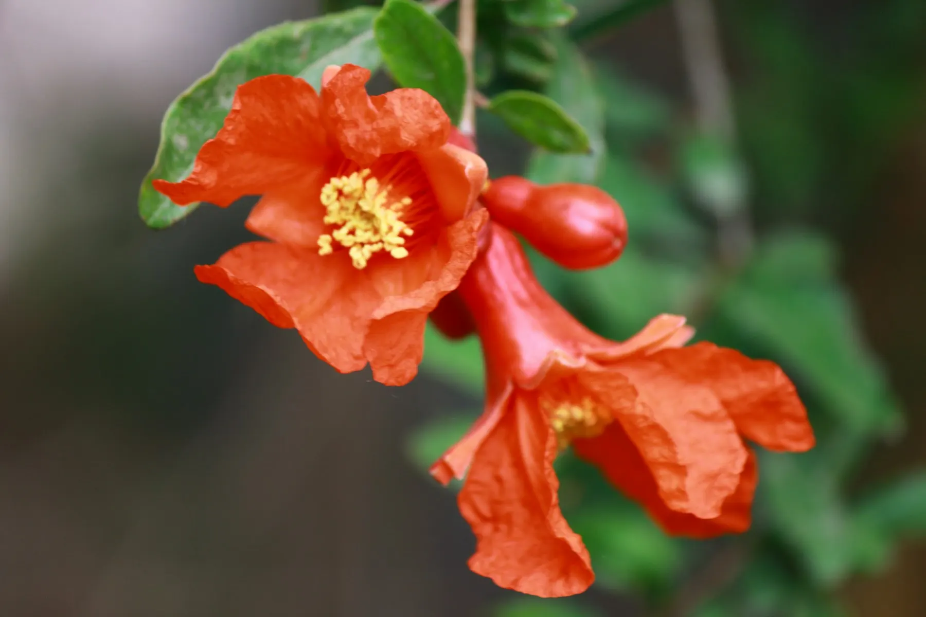 Una flor roja de granado entre hojas verdes.