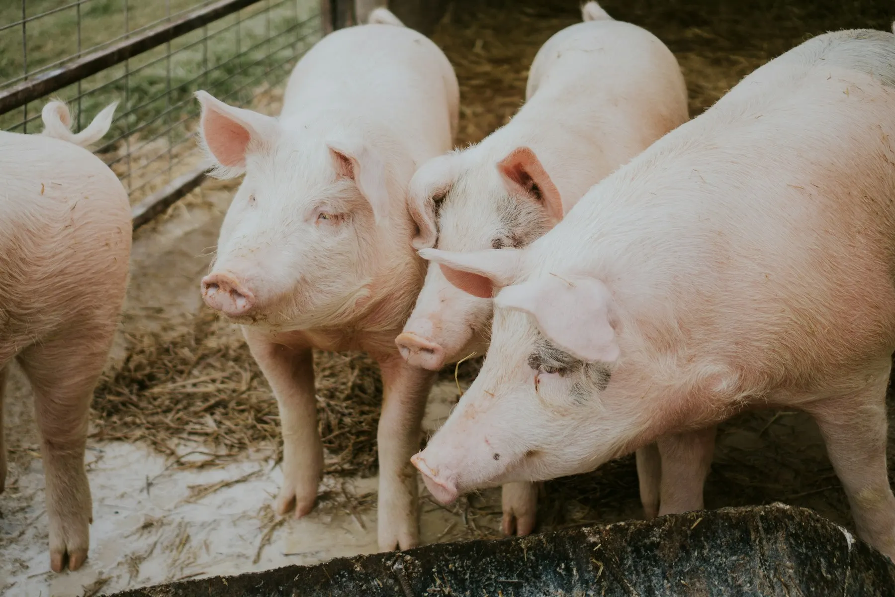 Cuatro cerdos rosados asomados sobre la cerca de madera de un corral.
